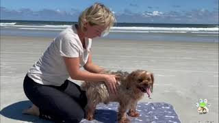Recreational Swedish Massage - Toto Island Dog Massage