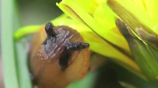 SLUG
