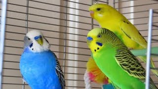 Love birds small cage to big size cage transfer (new cage)