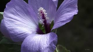 Flores silvestres   MALVA  B/s: Clarines y trompetas