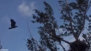 Captiva Eagles🤔❓Fledgling or Juvenile? The Identity Remains Uncertain❓🤔2025-03-17