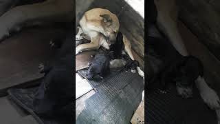 Dog Mom  ( lovely  mom ) 😘😘😘😘