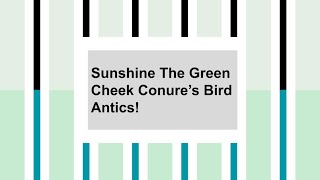Sunshine's Bird Antics!