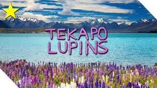 SUPER AMAZING Tekapo Lupins ★ NZ timelapse and drone video