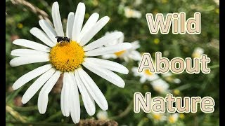 Solitary Bee Hotels - You Don't Have To Buy Them - Here's Why!