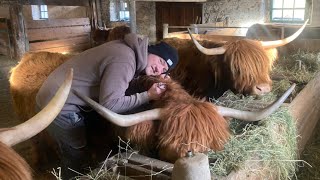 Building a Better Bond with Your Cows