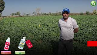 Muskmelon Goes VIRUS-FREE with JUST ONE SPRAY and with BUMPER FLOWERING!