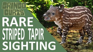 Endangered species of Tapir discovered deep in the rainforest and only newborns have stripes.