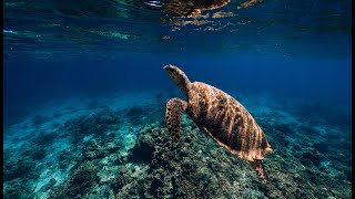 A one-of-a-kind port and university partnership in the Great Barrier Reef World Heritage Area.