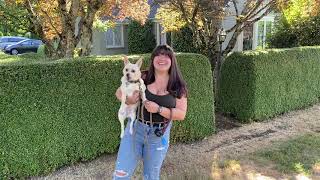 Celebrate National Dog Day With Hannah The Pet Society