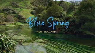 Blue Spring, New Zealand: A Must See Destination for Nature Lovers