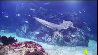 Reef Tank Exhibit at Toledo Zoo & Aquarium