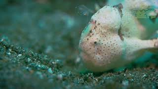Underwater Macro Videography – A Primer (Frogfish Hunt)