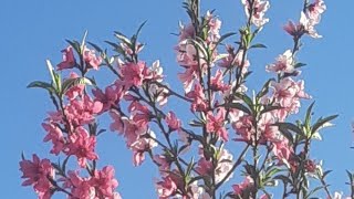 Silent live | 🌸🍑 beautiful peaches blossoms 🌸 🍑 #peaches #Livestream #silent