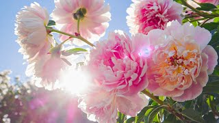 All your worries will disappear if you listen to this music🌸 Relaxing music calms nerves
