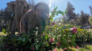 Baby Elephant Tula-Tu Munches Flowers With Her Family