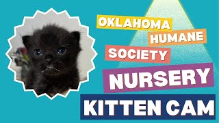 OK Humane Nursery Live Stream