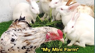 Rabbit & Hen Eating Together 🐰🐔 | Peaceful Farm Friendship 🌿