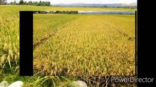 Live testimony of Alex Dacay-og of AGTALON LIQUID ORGANIC FERTILIZER