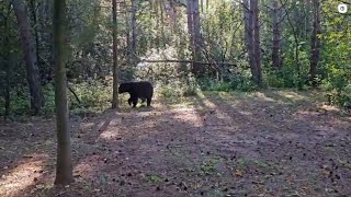 I Chased a Bear for Some Video Footages