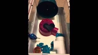 Hedgehog Cage Setup - Updated - Works Great!