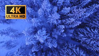 Snowy Trees | 4K | No Copyright | Stock Video