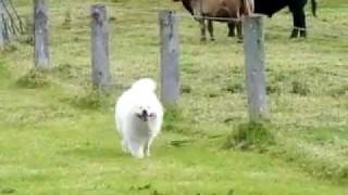 Samoyed on the Farm