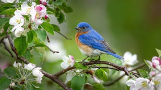 Breathe with the Music 🕊️ Piano Melodies and Birdsong for Calm Focus & Inner Peace