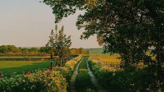 a dreamy life playlist for taking life one soft breath at a time