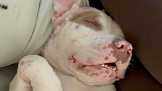 Grateful street dog unleashes nonstop snores in woman's house