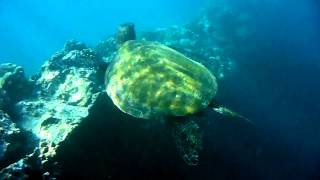 hangin with honu 3