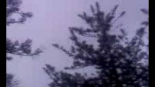 wild Rainbow Lorikeets (birds)  go Nuts!