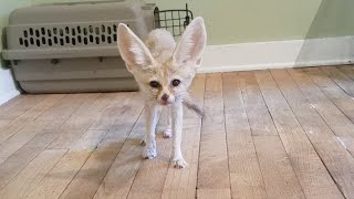 Fennec Fox Breakfast W/ Scout (Live)