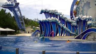 SeaWorld "Dolphin Discovery show with my family