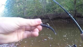 How to Catch Fish in Creeks