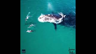 ‏Take a moment to enjoy this captivating drone footage of whales and dolphins playing together