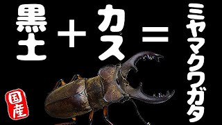 【クワカブ生活】ミヤマクワガタ産卵セット〜割り出しまで【stag beetle】