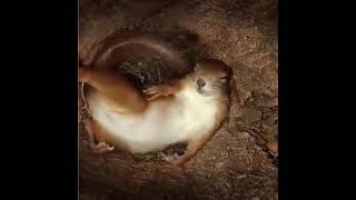 Inside A Squirrel’s Nest