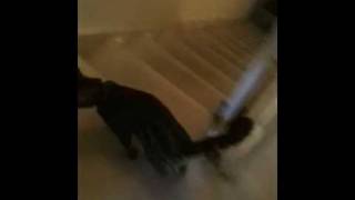 Damn cat