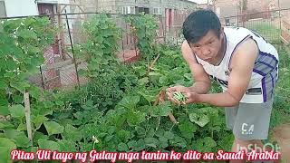 Harvest uli ng Gulay para sa ating Kabayan dito sa Saudi Arabia 