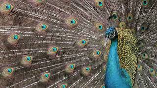 Nature Nurtures: How the Birds of the World Inform Your Global Leadership