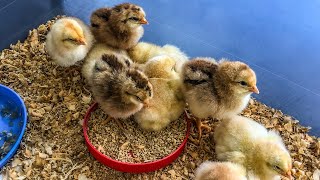 Bringing home Chicks