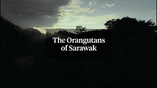 Orangutans of Sarawak | National Geographic Traveller (UK)