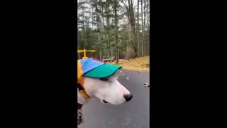 prank on pet. funny animal reaction funny monent
