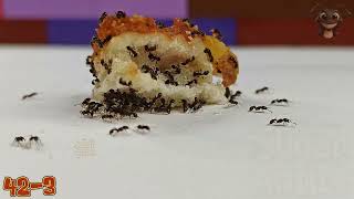 Sugar Ants 🐜 vs Pizza, Frozen, Cooked, Cooled. - Series 42-3 - World’s Saddest Slice becomes dinner.