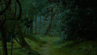 12 Hours Jungle At Night Sounds BLACK SCREEN Jungle Night Nature Sounds For Sleeping