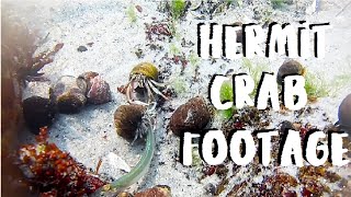 Hermit Crab Footage