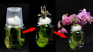 The Orchid Will Grow Roots and Bloom Forever! DECEPTION EXPOSED!