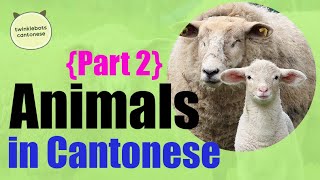 Learn Chinese. Farm Animals in Chinese – Animals in Cantonese - Part 2 農場動物-粵語 Cantonese Vocabulary