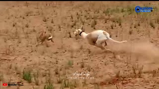 Rabbit Hunting in Punjab Pakistan // Galgo vs Liebre 2023 / Khargosh ka shikar /2023  صيد الأرنب